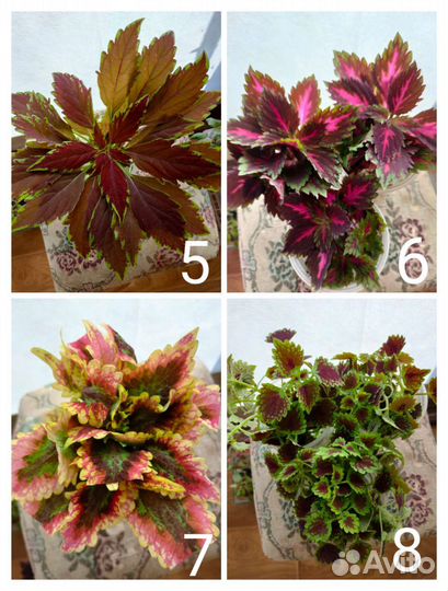 Герани- отводки от 50, есть другие растения