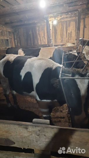 Быки на мясо