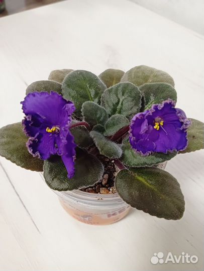 Набор из 3-х фиалок
