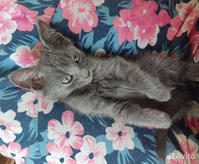 Прекрасный котёнок (мальчик) голубого окраса