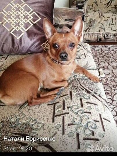 Той-терьер,вязка