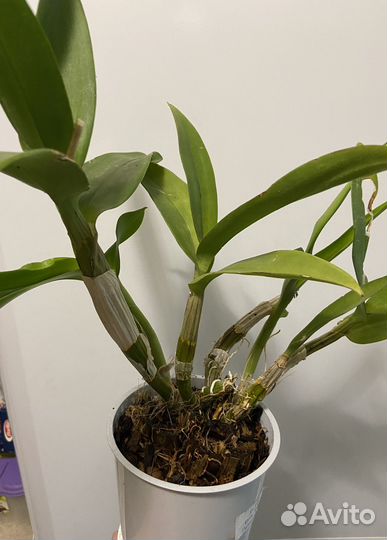 Орхидеи дендрофаленопсисы взрослые, дендробиумы