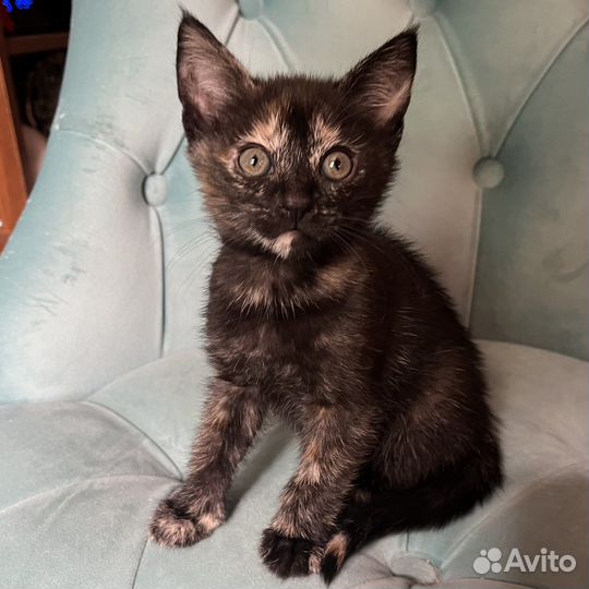 Котята