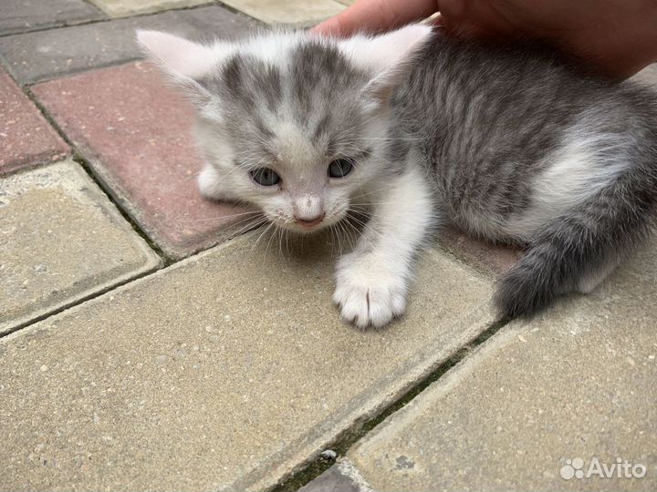 Котята в добрые руки бесплатно