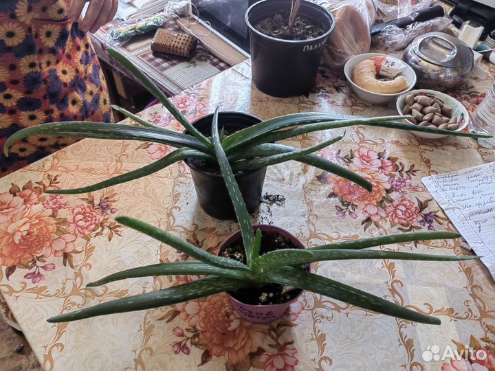 Алоэ вера, пальма Вашингтония