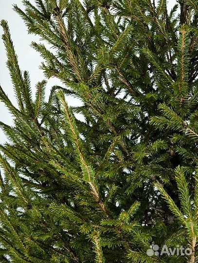 Новогодняя елка оптом и в розницу