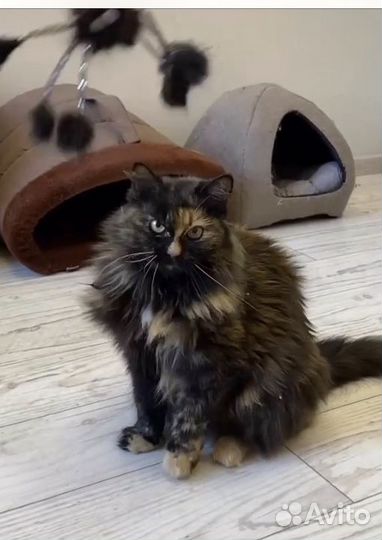 Никто не любит