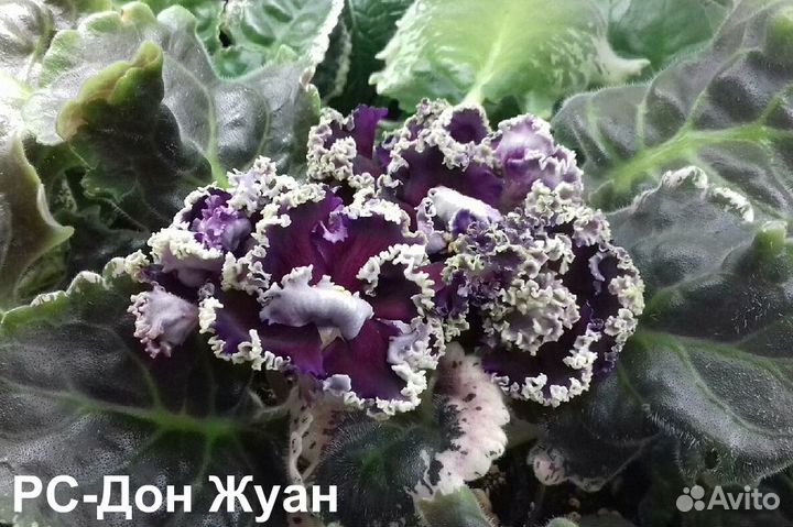 Комнатные цветы