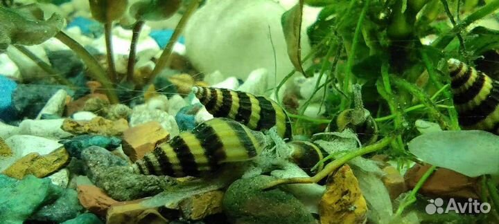 Улитка хелена