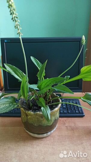 Дримиопсис