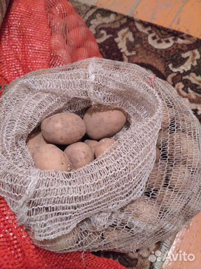 Мелкая картошка