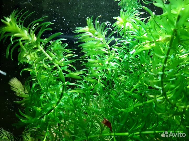 Креветки вишня, криптокарина и элодея