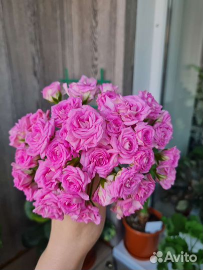 Пеларгония (ю-мерлезон2)