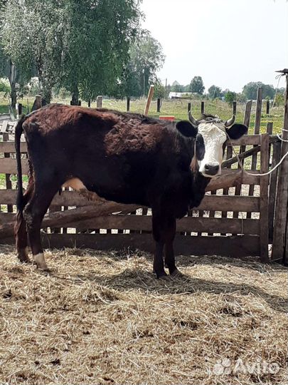 Корова дойная