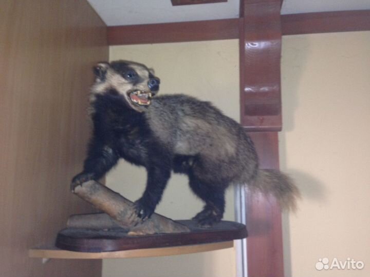 Чучело животных (имитация)