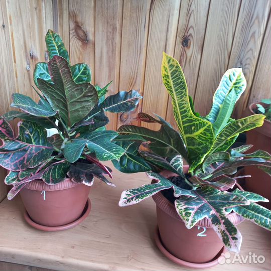 Кодиеум кротон Экселент