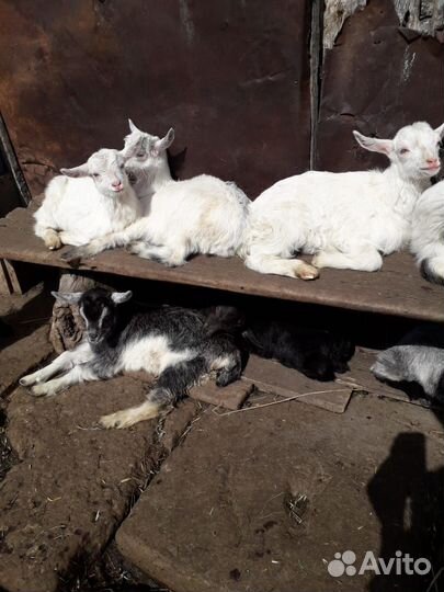 Продаются козлята
