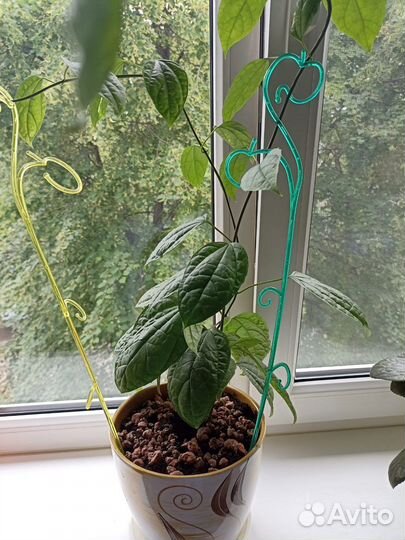 Клеродендрум