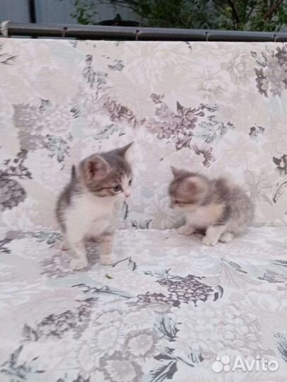 Трехцветные котята в добрые руки
