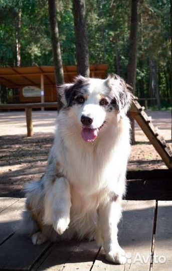 Собачья шерсть