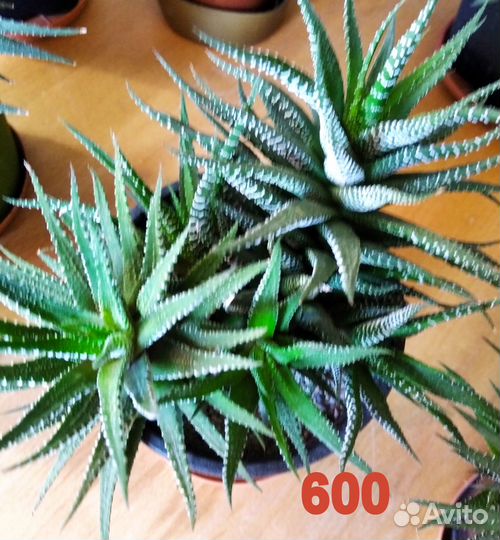 Суккуленты