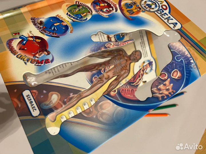 Книга Тело человека