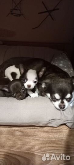 Щенки чихуахуа мини и стандарт