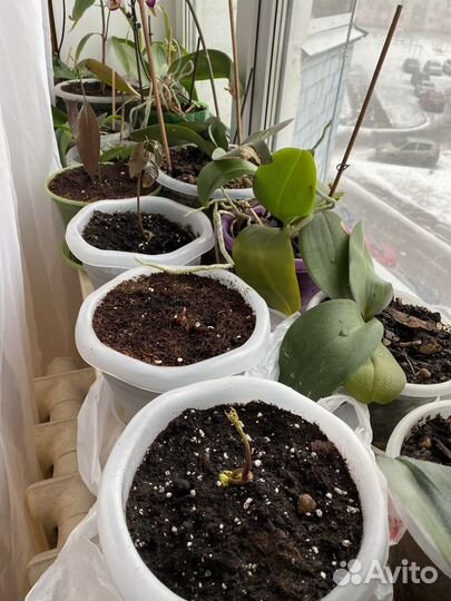 Саженцы манго