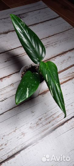 Комнатные растения. Филодендроны,монстера