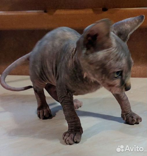 Канадский сфинкс котенок девочка