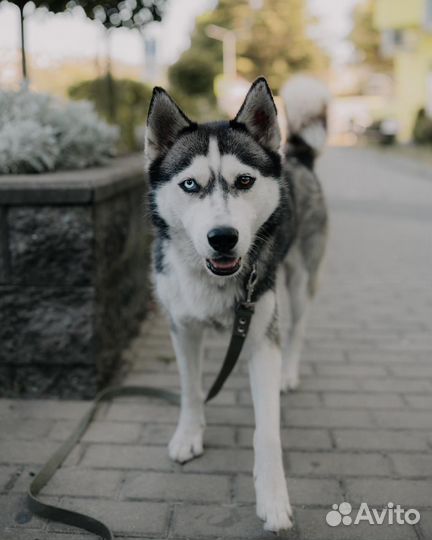 Сибирский хаски