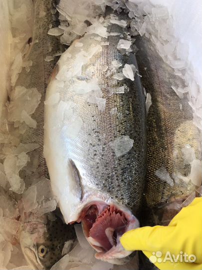 Форель охлаждённая Карелия