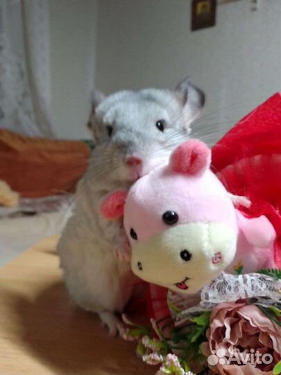 Шиншилла белая