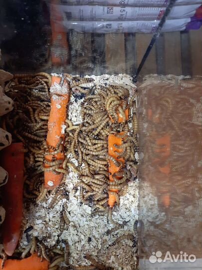 Сверчки, замороженные мыши,тараканы, зофобас