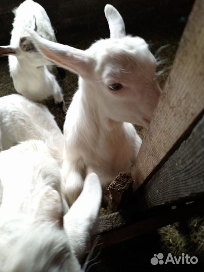 Козы и козлята продажа
