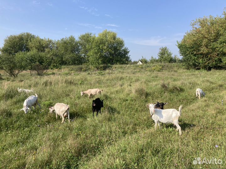 Козы и козлята