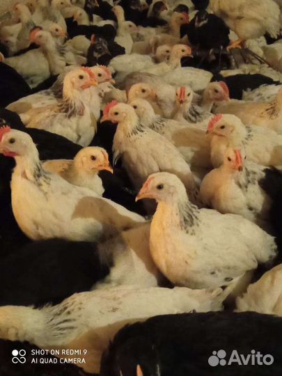 Цыплята подрощенные