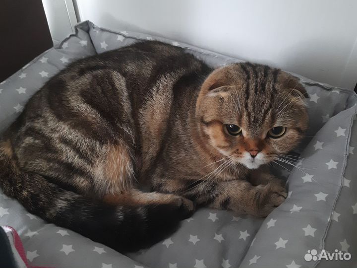 Шотландский вислоухий кот