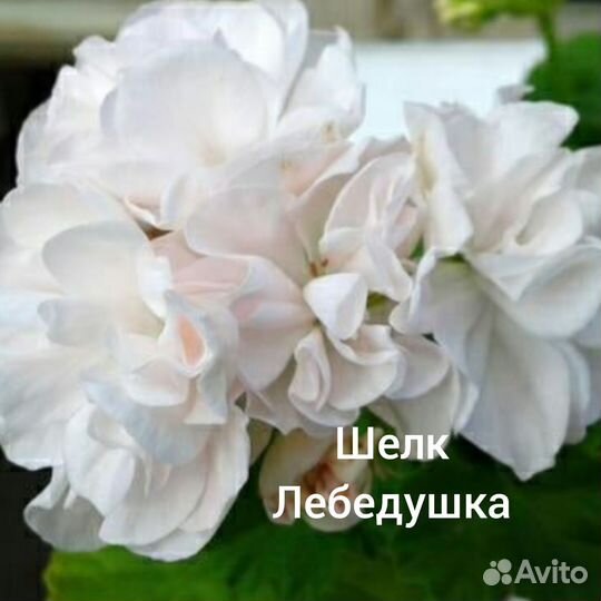 Герань пеларгония