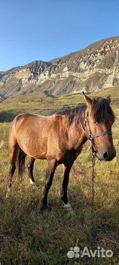 Лошадь жеребец