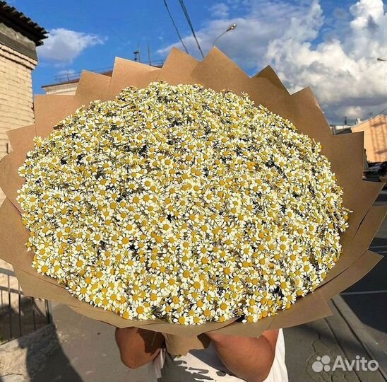 Ромашки букет