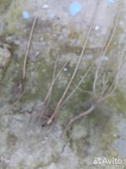 Сирень саженцы