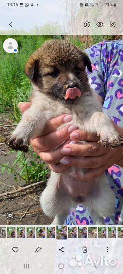 Щенки мальчики и девочки в добрые руки