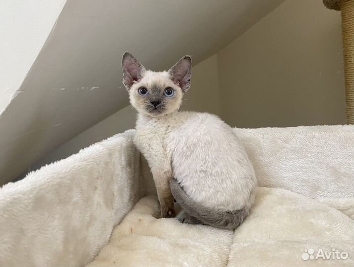 Девон рекс синеглазый Дарси