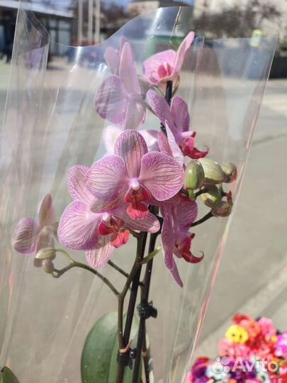 Фаленопсис