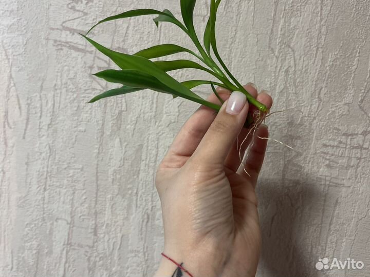 Бамбук лаки