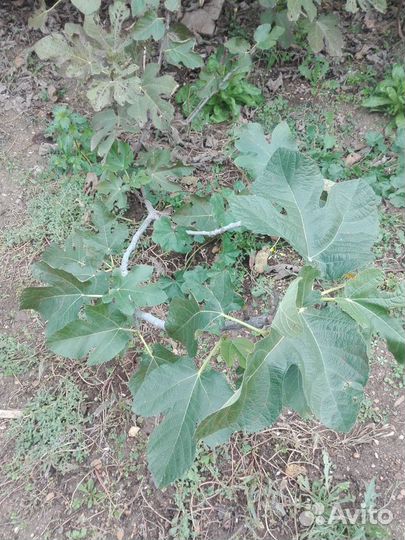 Инжир, варенье