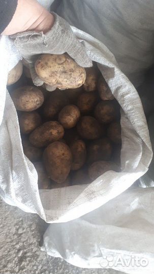 Картофель с доставкой