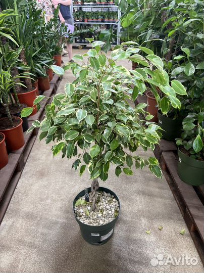 Фикус бенджамина
