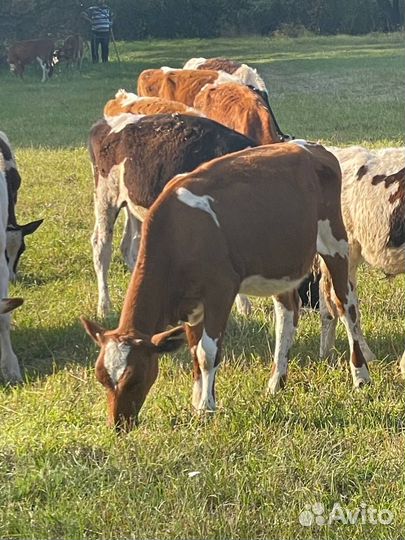 Телки и бычки симментал герефорд 4,5,6 мес